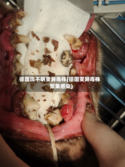 德国现不明变异毒株(德国变异毒株聚集感染)-第2张图片